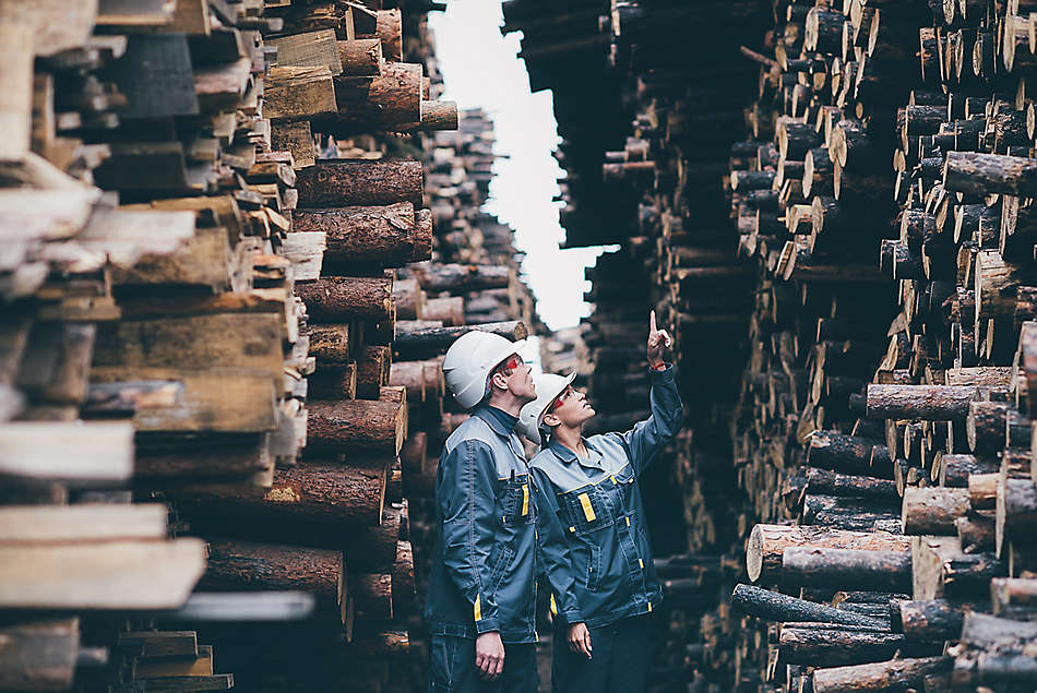 Two people looking at stacked logs